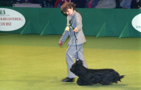 Ch. Thunderstorm of Morningsky BOB Crufts 2005 i