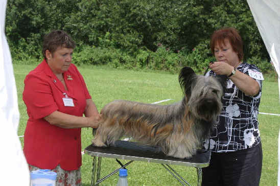 Skye Terrier Club Match b i