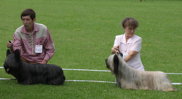 Skye Terrier Club Match i