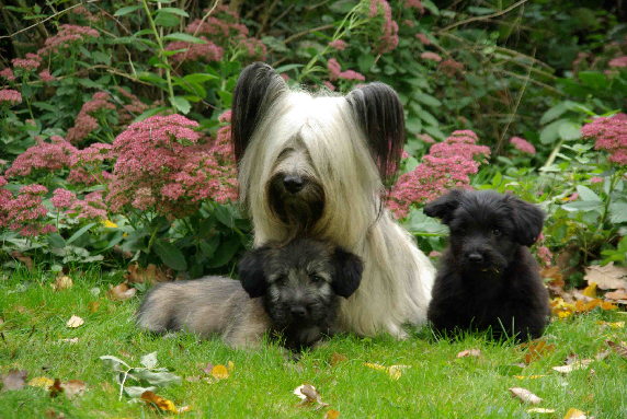 Tyla und Welpen Garten f i