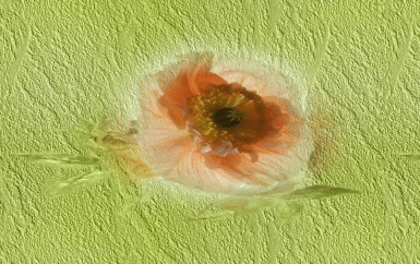 grnmohn1