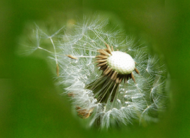 pusteblume1102