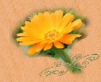 ringelb1