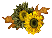 sonnenblumen