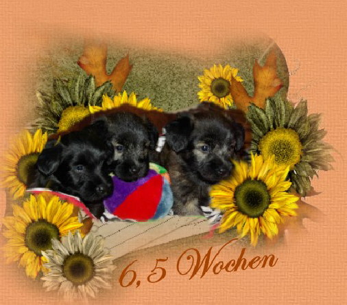 welpen6wochen