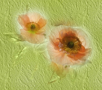 grnmohn