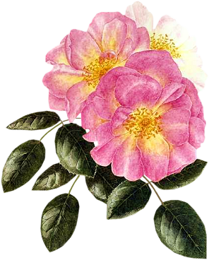 heckenrose