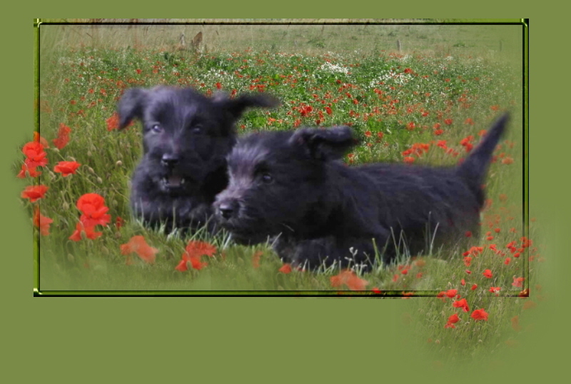 mohn1