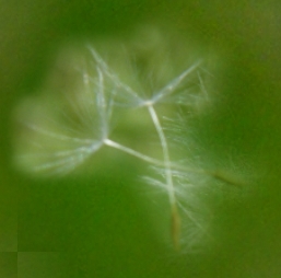 pusteblume102