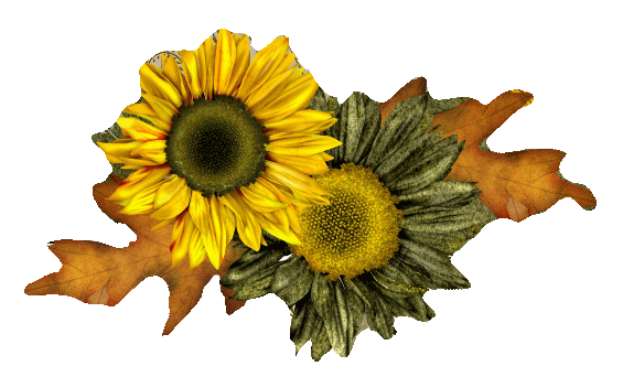 sonnenblumen